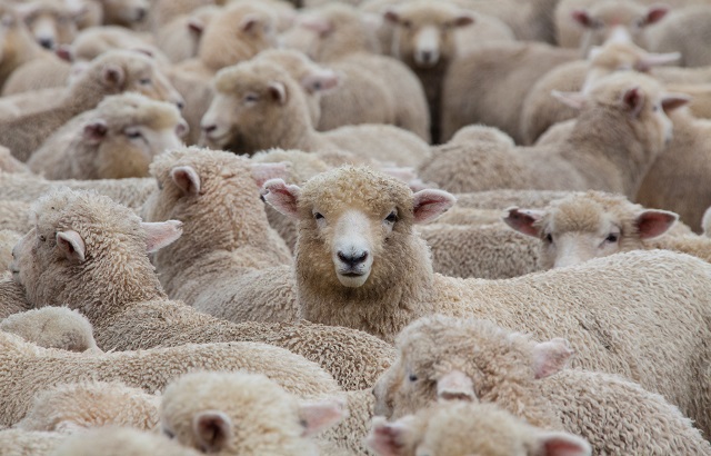 Beware the investment herd mentality