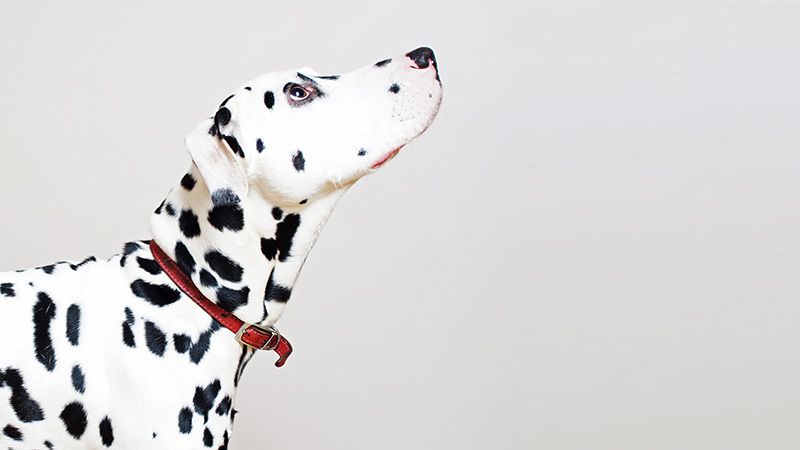 An adult pure bred Dalmatian looking up to his owner against a pale grey background.