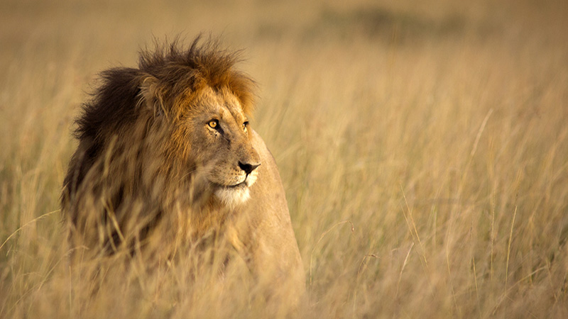 Large male lion in high grass and warm evening light - Masai Mara, Kenya