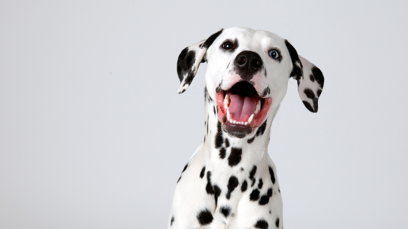 Dalmatian dog