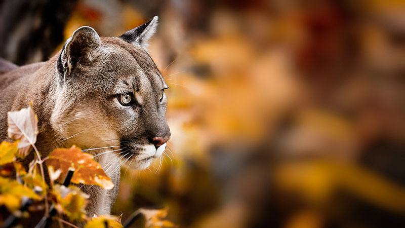 Portrait of Beautiful Puma in autumn forest. American cougar - mountain lion, striking pose, scene in the woods, wildlife America