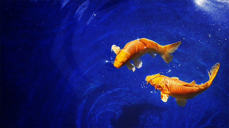 Two golden koi carp fishes close up, dark blue sea background, yellow goldfish swims in water, night moonlight glow, shiny stars, fantastic sky galaxy illustration, Pisces constellation horoscope sign